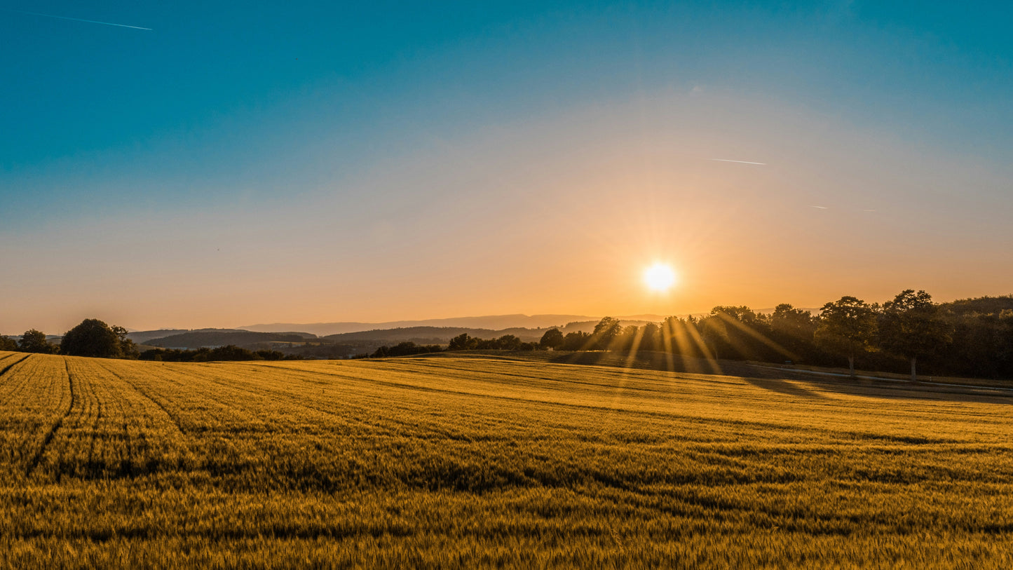 Sunset over a field with sun rays crossing the clouds
